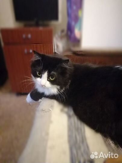 Кошка в добрые руки