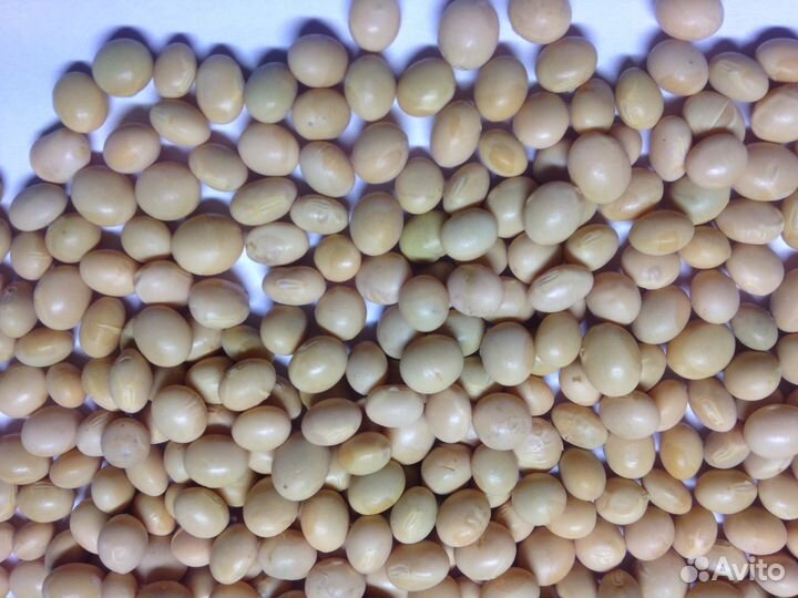 Семена однолетних многолетних трав растений