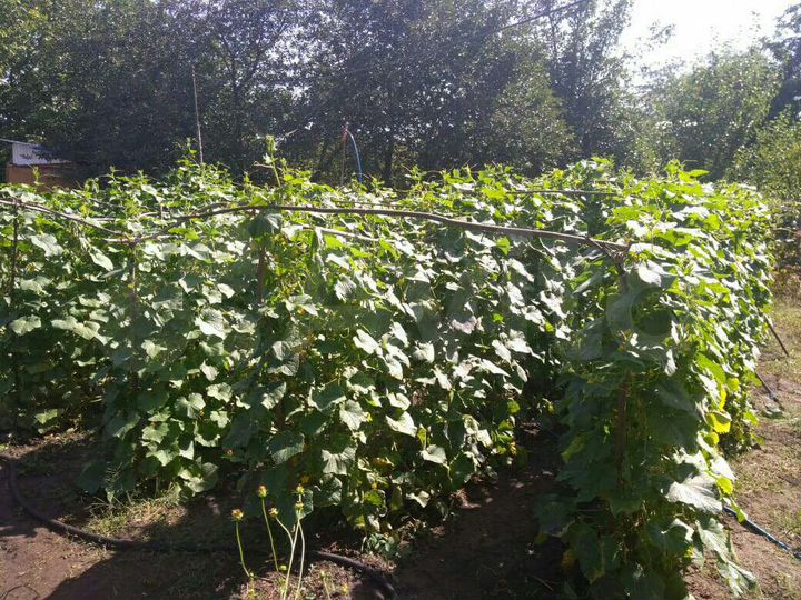 Участок 15 сот. (ИЖС)