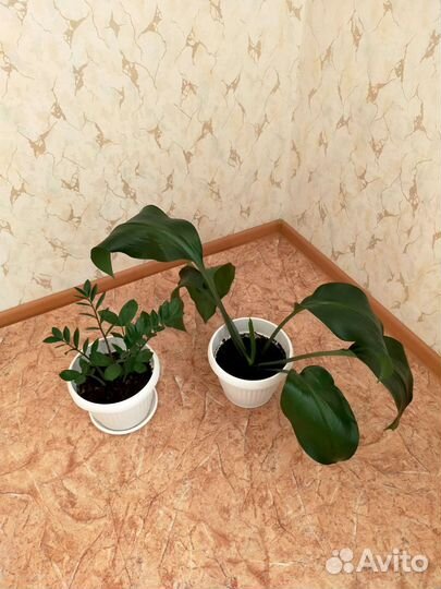 Комнатные растения (замиокулькас, эухарис)