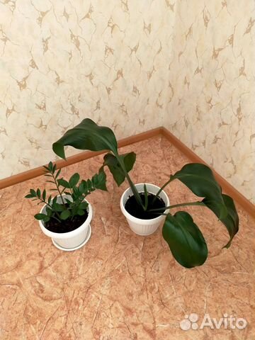 Комнатные растения (замиокулькас, эухарис)