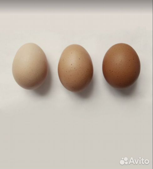 Инкубационное яйцо