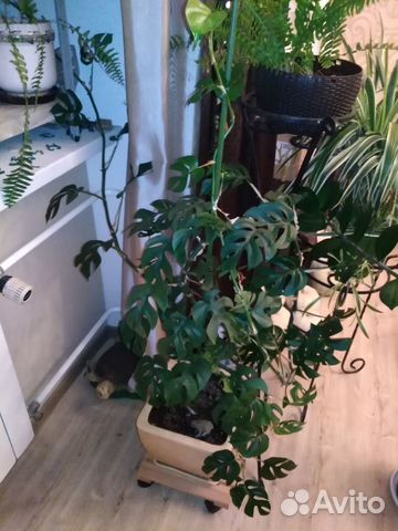 Монстера Little monkey, крупная, в новом горшке