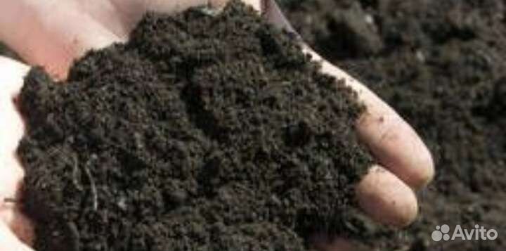 Чернозе картина