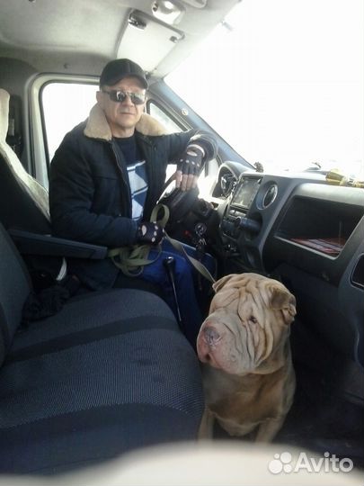 Водитель с личной газелью. Грузоперевозки