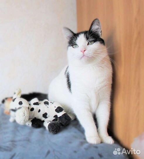 Кошечка Бэлла в добрые руки