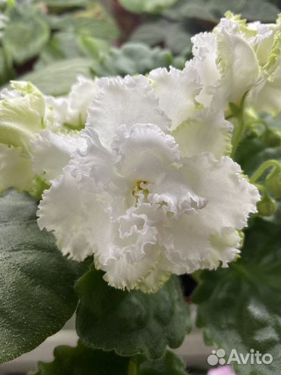 Фиалка детки, лист свежий срез