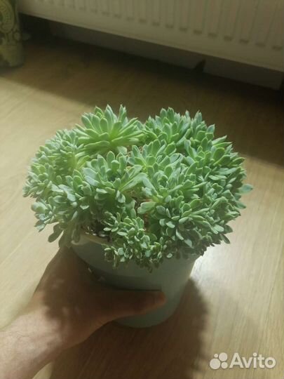 Echeveria sp. (Эхеверия)