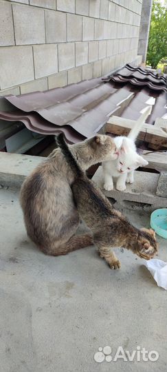 Котята ищут дом