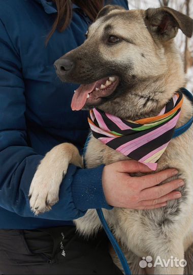 Собачка подросток в ожидании человека в приюте