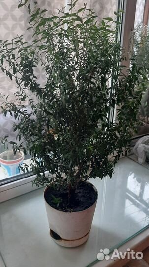 Миртовое дерево