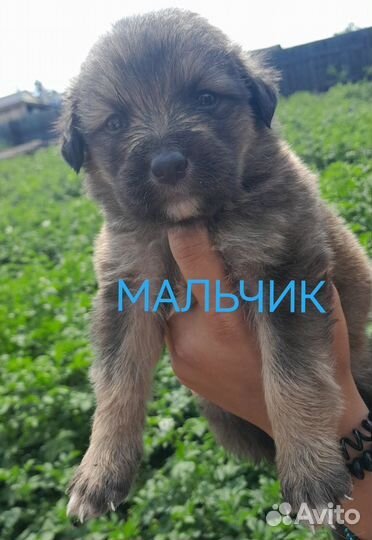 Щенки в добрые руки мальчики и девочки