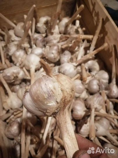 Чеснок