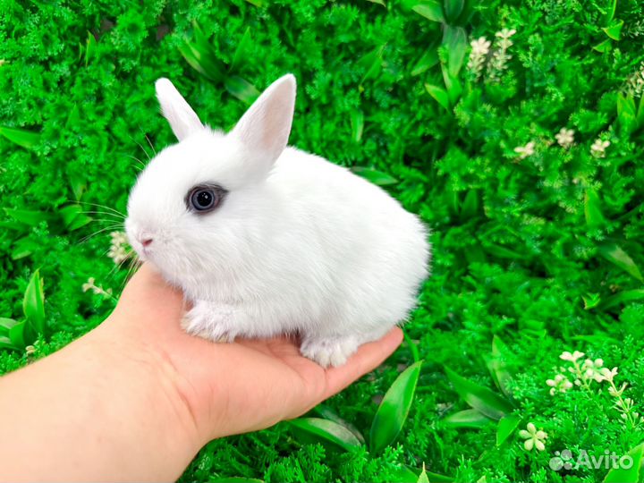 Мини карликовый кролик - самый маленький в мире