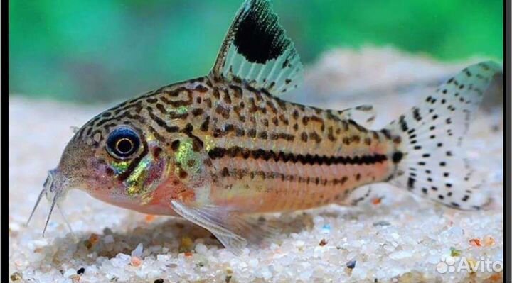 Лорикариевые сомы, коридорасы, апистограммы