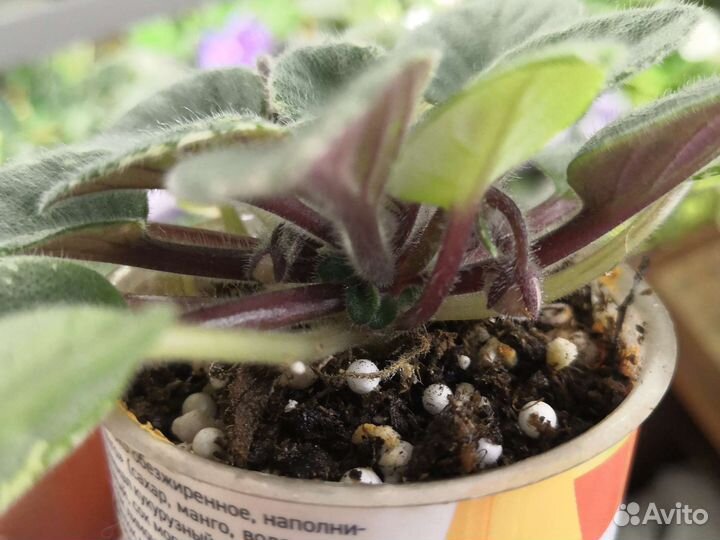 Фиалка-мини