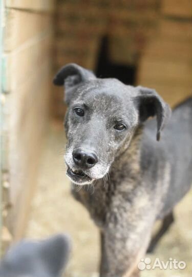 Буча тоже хочет жить. Приют Некрасовка