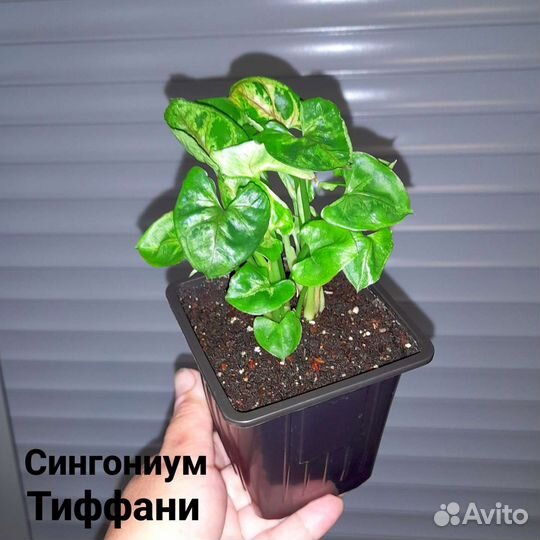Домашние цветы