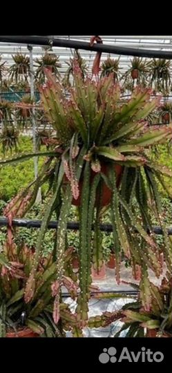 Эпифиллумы Аккермана,царица ночи и другие