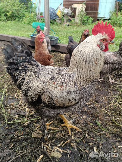 Петух брама