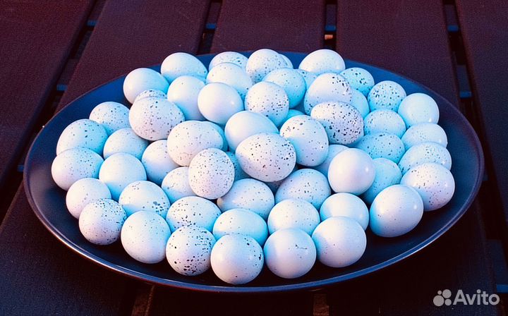 Продам перепелиные яица