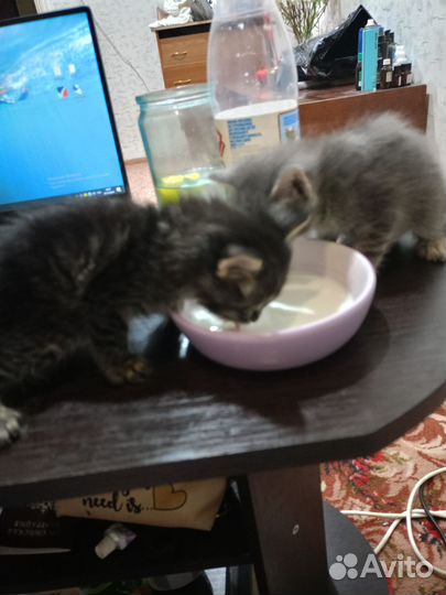 Котята в добрые руки бесплатно