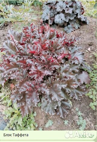 Гейхеры сортовые из моего сада