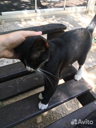 Передержка собак и кошек