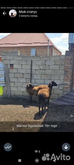 Овцы Эдельбай Гиссар