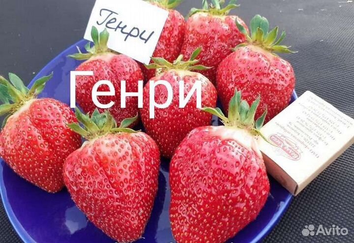 Саженцы крупноплодной земляники, малины, ежевики