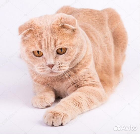 Шотландский кот вязка