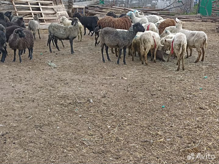 Овцы бараны ягнята оптом 36 голов