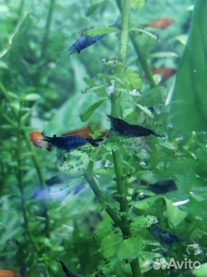 Аквариумные креветки блю дрим