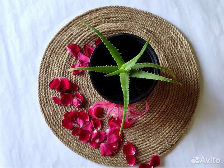 Алоэ вера растение с удивительной историей