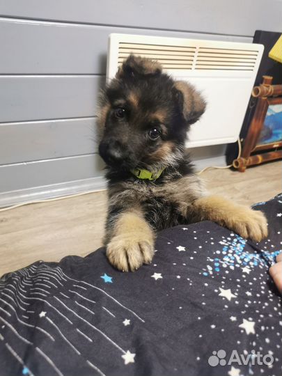 Немецкая овчарка