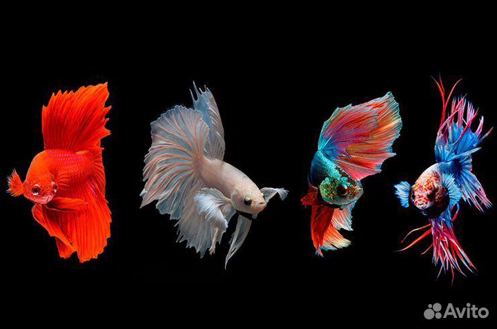 Рыбка Петушок