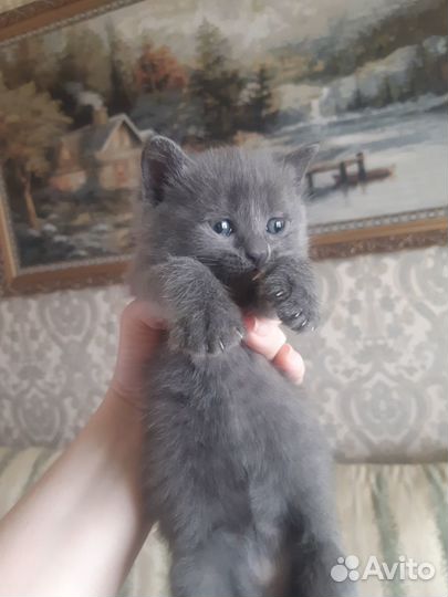 Котята в добрые руки бесплатно