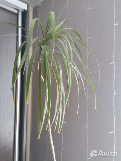 Пальма драцена
