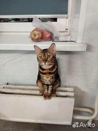 Бенгальская кошка