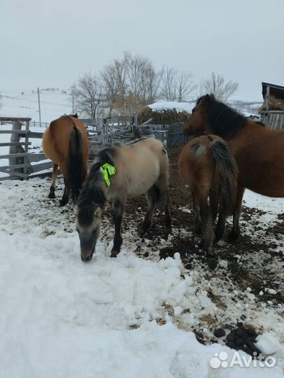Продам лошадь