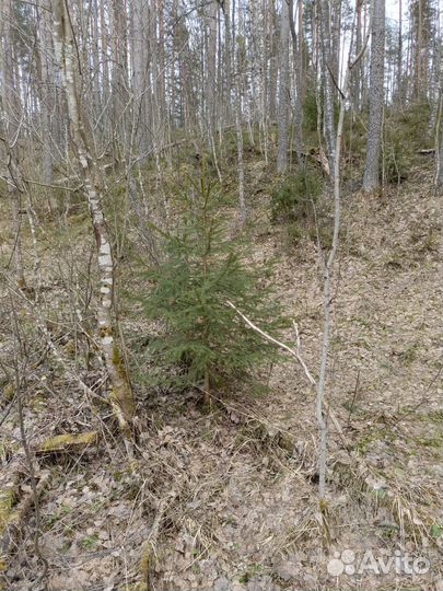 Елка с посадкой под ключ