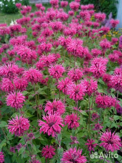 Многолетники для дачи