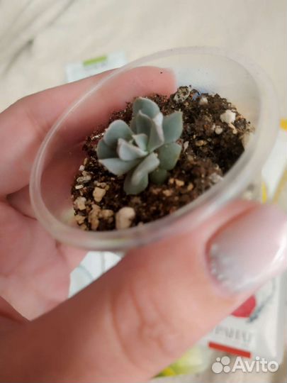 Набор масок для лица +суккулент