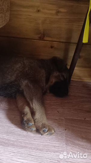 Отдам бесплатно животные