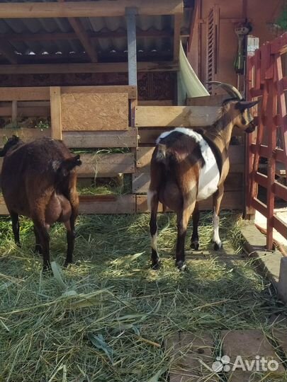 Альпийские козы