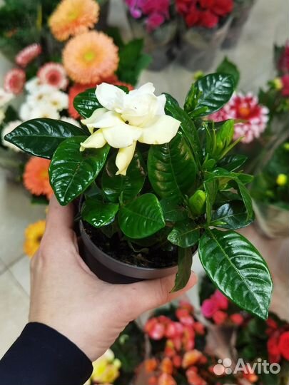 Гардения Царственная цветущая, Жасмин капский