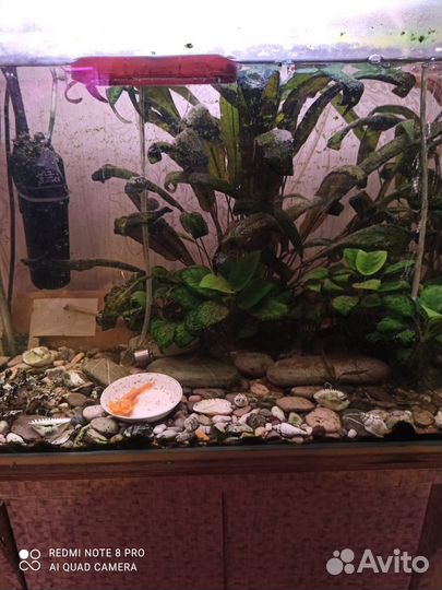 Аквариумные рыбки отдам бесплатно