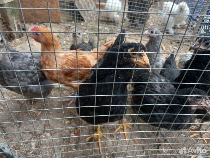 Домашняя птица