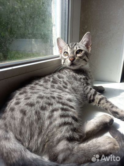 Бенгальский котенок серебро