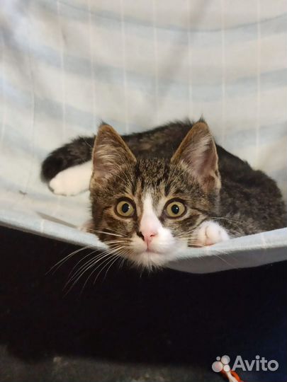 Котенок мальчик добрые руки